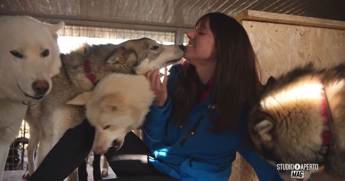 Studio Aperto MAG: Lisa e i suoi husky Video | Mediaset Infinity