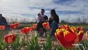 Celebriamo la primavera con i tulipani