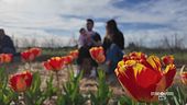 Celebriamo la primavera con i tulipani
