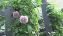 A Milano in un giardino segreto