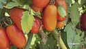 Il pomodoro cannellino flegreo