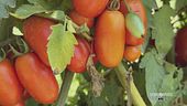 Il pomodoro cannellino flegreo