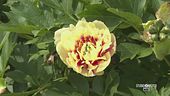 Peonia, la regina dei fiori
