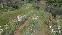 Giardino di iris
