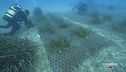 Isola d'Elba, una nuova foresta di posidonia