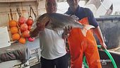 Le ricette dei pescatori