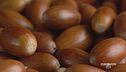 La ghianda, alimento per tutti