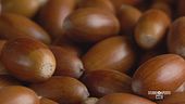 La ghianda, alimento per tutti