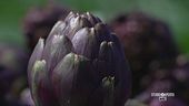 Il carciofo toscano