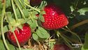 Fragole ferraresi