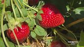 Fragole ferraresi