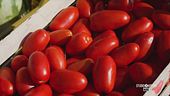 Il pomodoro