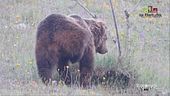 Il fotografo degli orsi