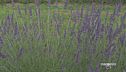 La bellezza dei campi di lavanda