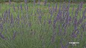 La bellezza dei campi di lavanda