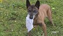 I cani nella lotta al crimine