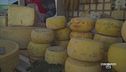 L'Asiago e la sua tradizione millenaria nelle malghe
