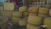 L'Asiago e la sua tradizione millenaria nelle malghe