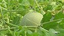 Il melone Yubari King