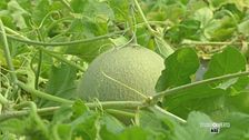 Il melone Yubari King