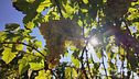 La vendemmia sull'isola della Gorgona