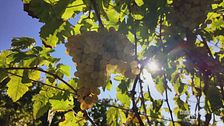 La vendemmia sull'isola della Gorgona
