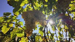 La vendemmia sull'isola della Gorgona