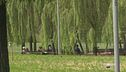 Benessere degli alberi e intelligenza artificiale