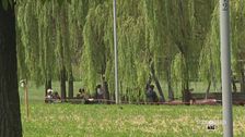 Benessere degli alberi e intelligenza artificiale