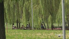 Benessere degli alberi e intelligenza artificiale