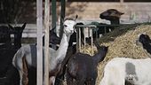 Un'escursione con l'alpaca