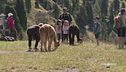 A spasso con gli alpaca