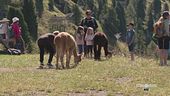 A spasso con gli alpaca