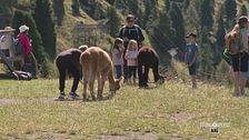 A spasso con gli alpaca