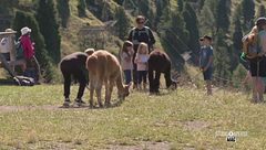 A spasso con gli alpaca