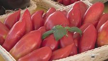 Il pomodoro nasone