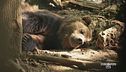 L'orso bruno marsicano