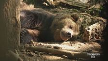 L'orso bruno marsicano