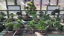L'antica arte dei bonsai