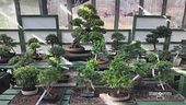 L'antica arte dei bonsai