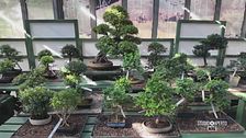 L'antica arte dei bonsai