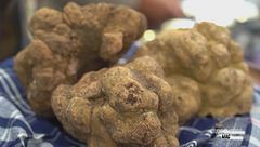 Il tartufo bianco di Città di Castello
