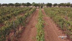 Un vitigno dimenticato