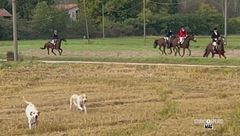 Cavalli e non solo, a Novara