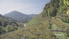 Il festival dei vini verticali in Trentino