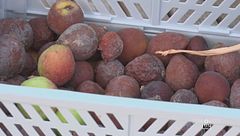 Un frutto antico da riscoprire