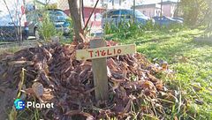 Alberi felici comunità partecipi