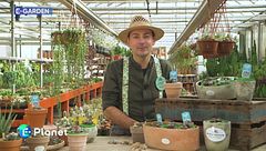 E-Garden: Piante succulente