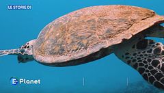 Puntata dell'8 giugno