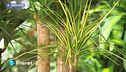 E-Garden: come coltivare la Dracena